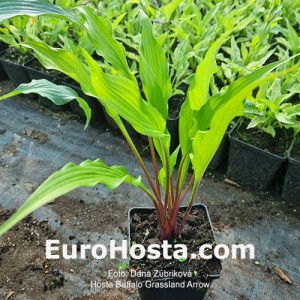 Hosta Buffalo Grassland Arrows