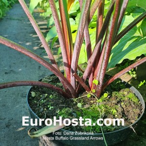 Hosta Buffalo Grassland Arrows