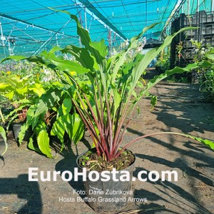 Hosta Buffalo Grassland Arrows