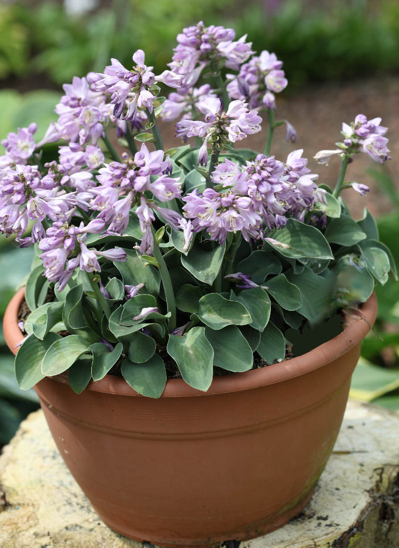 P00 Hosta 'Double D Cup' from The Hosta Helper - Presented by