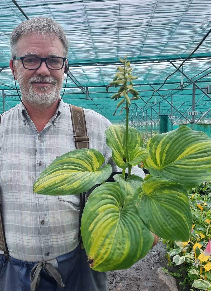 Buffalo hostas